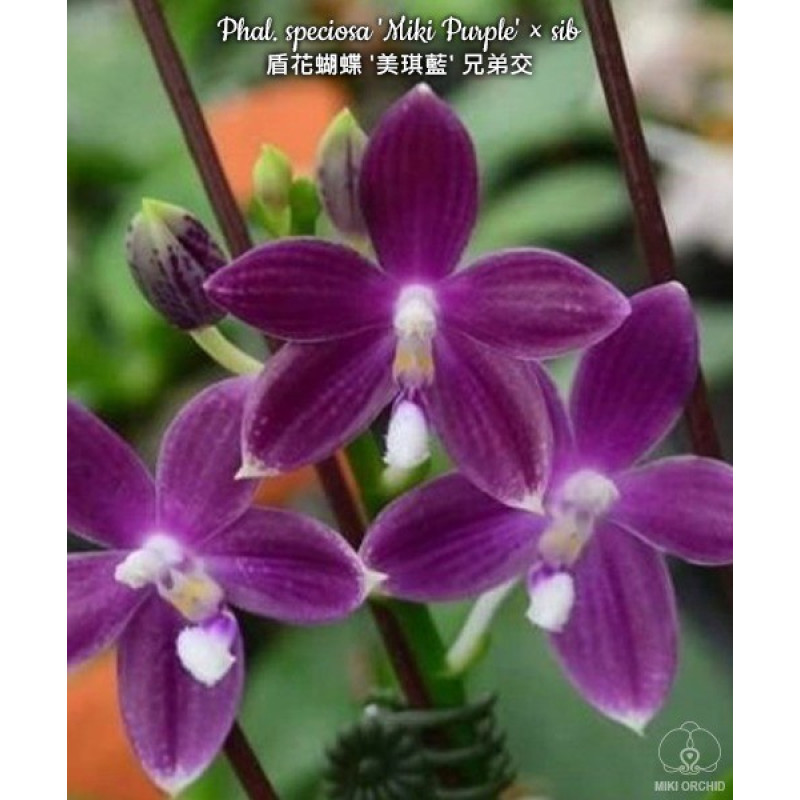 Орхiдея Phal. Speciosa Miki Purple × sib - купити, доставка Україна